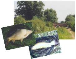 A Large Carp and Tench